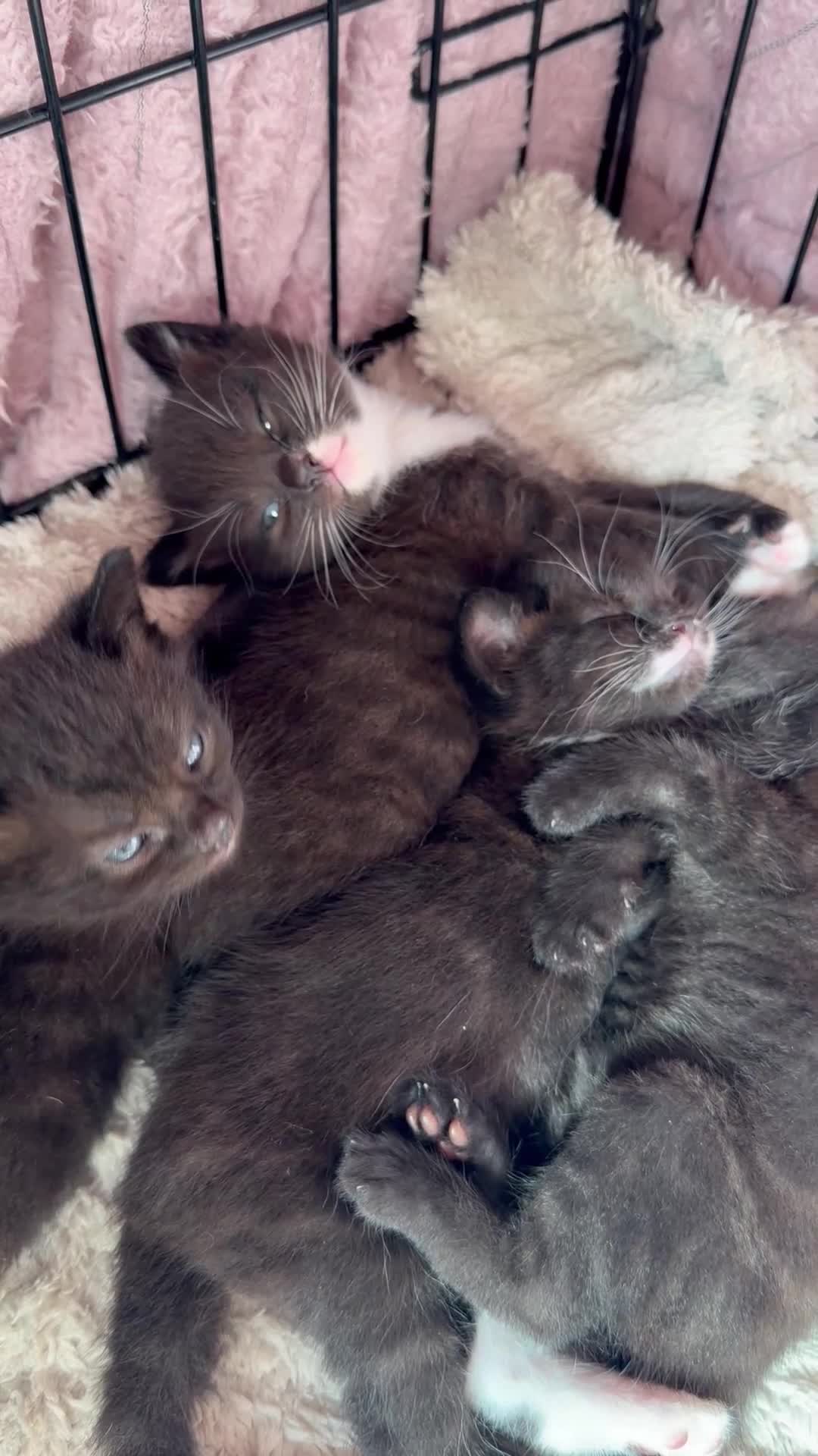 Mixed Breed cats for sale: 7 week old kittens for sale  - Video 1