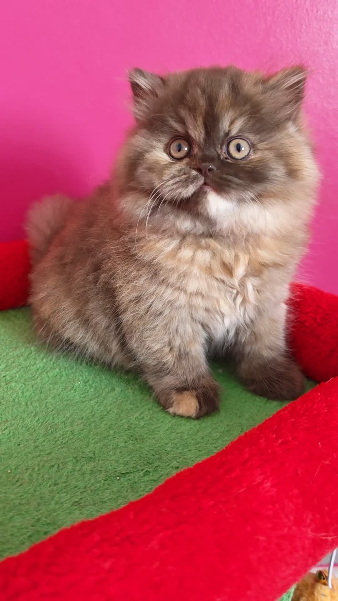 British Longhair cats for sale: British Longhair Chocolate tortie ready to leave  - Video 1