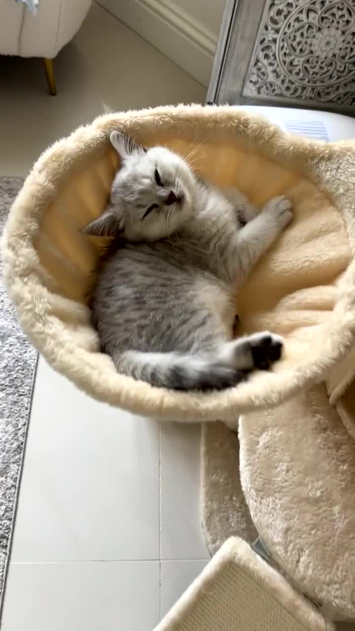 British Shorthair cats for sale: Male British short hair kitten - Video 5
