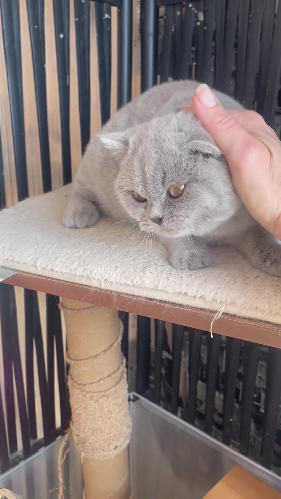 British Shorthair cats for sale: Beautiful BSH lilac girl for sale - Video 1