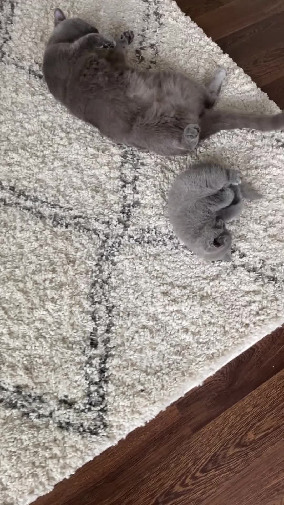 British Shorthair cats for sale: BSH kitten ready to leave 28th June  - Video 1