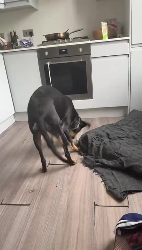 Mixed Breed dogs for adoption: Meet Lokum – Gentle Soul Doberman Mix - Video 2