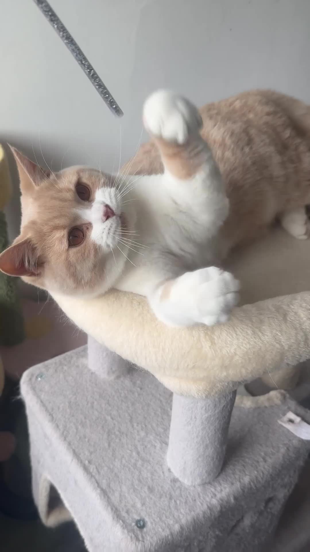 British Shorthair cats for sale: Gorgeous British shorthair Champion line🏆💙 - Video 1