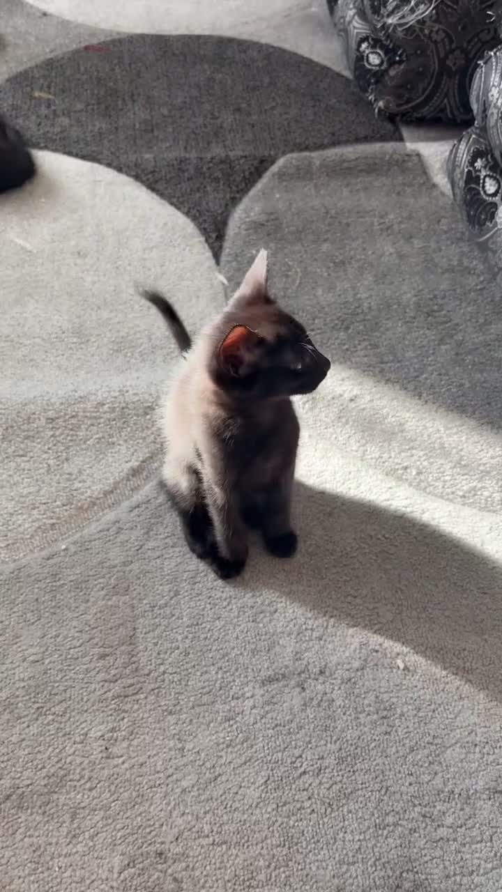 Bombay cats for sale: Bombay Cat  - Video 1