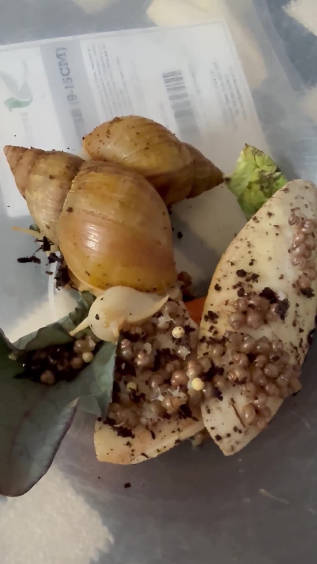 Snails invertebrates for sale: Albino Jadatzi Giant African Land Snails - Video 1