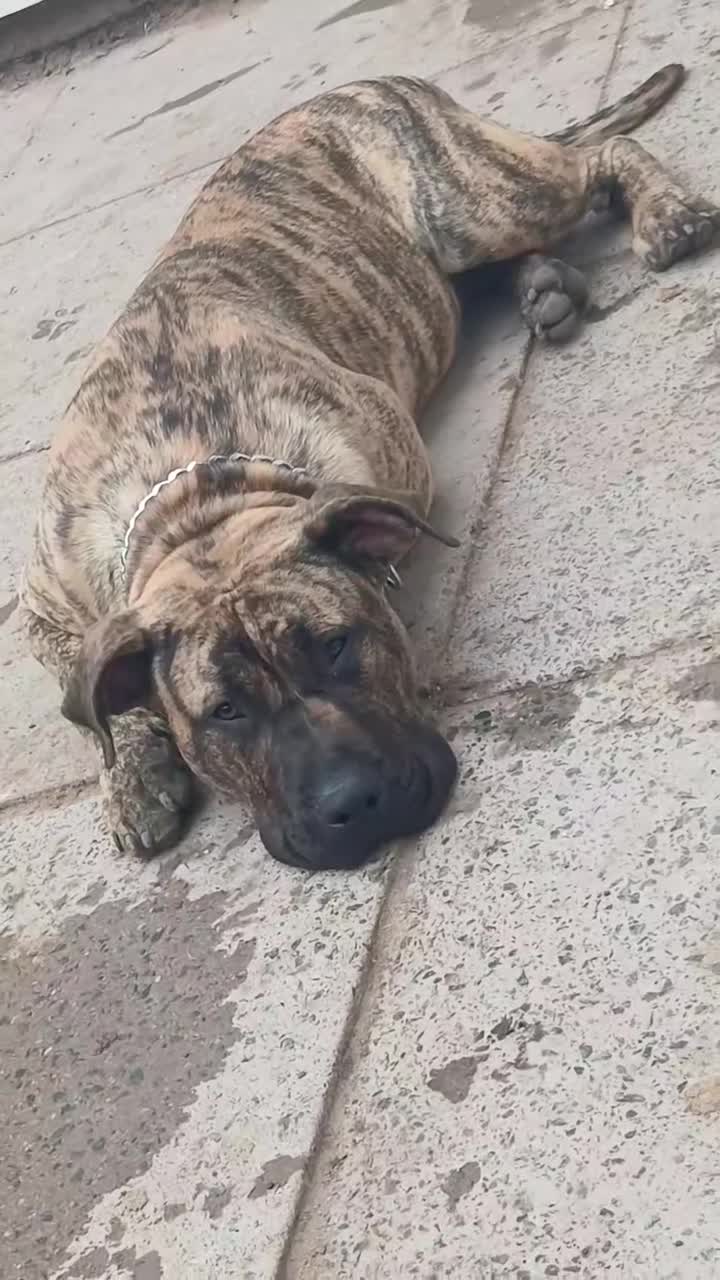 Presa Canario dogs for sale: Chief  - Video 2