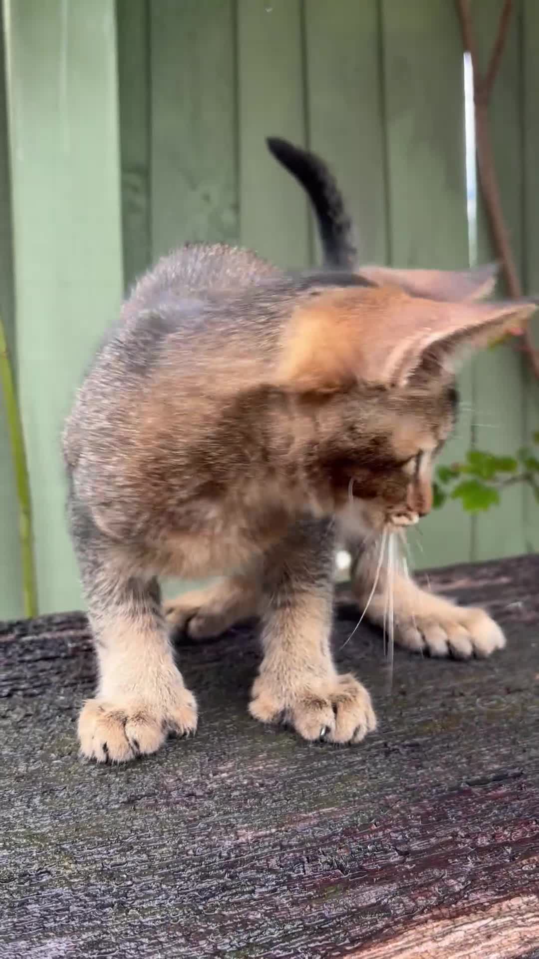 Mixed Breed cats for sale: Polydactyl Maine coon Abby cross  - Video 1