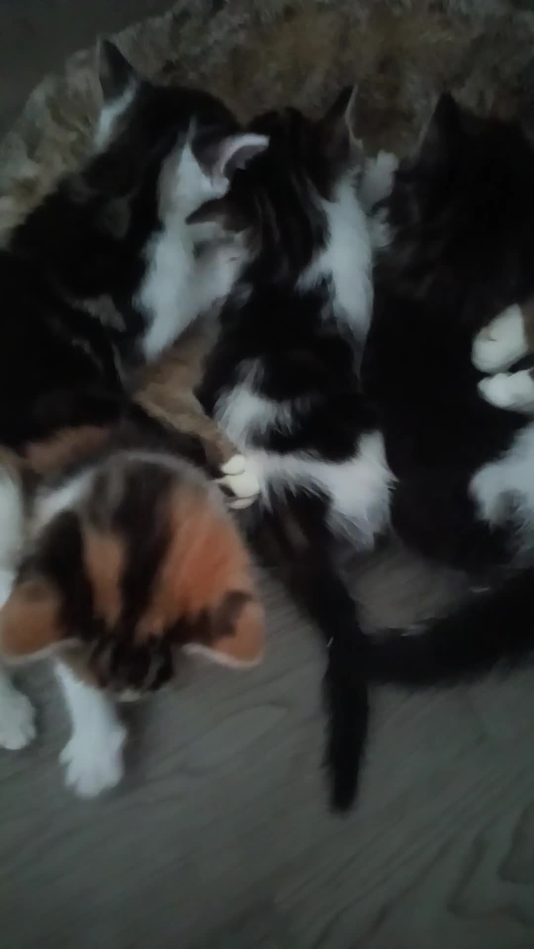 Mixed Breed cats for sale: Bengal cross kittens  - Video 1