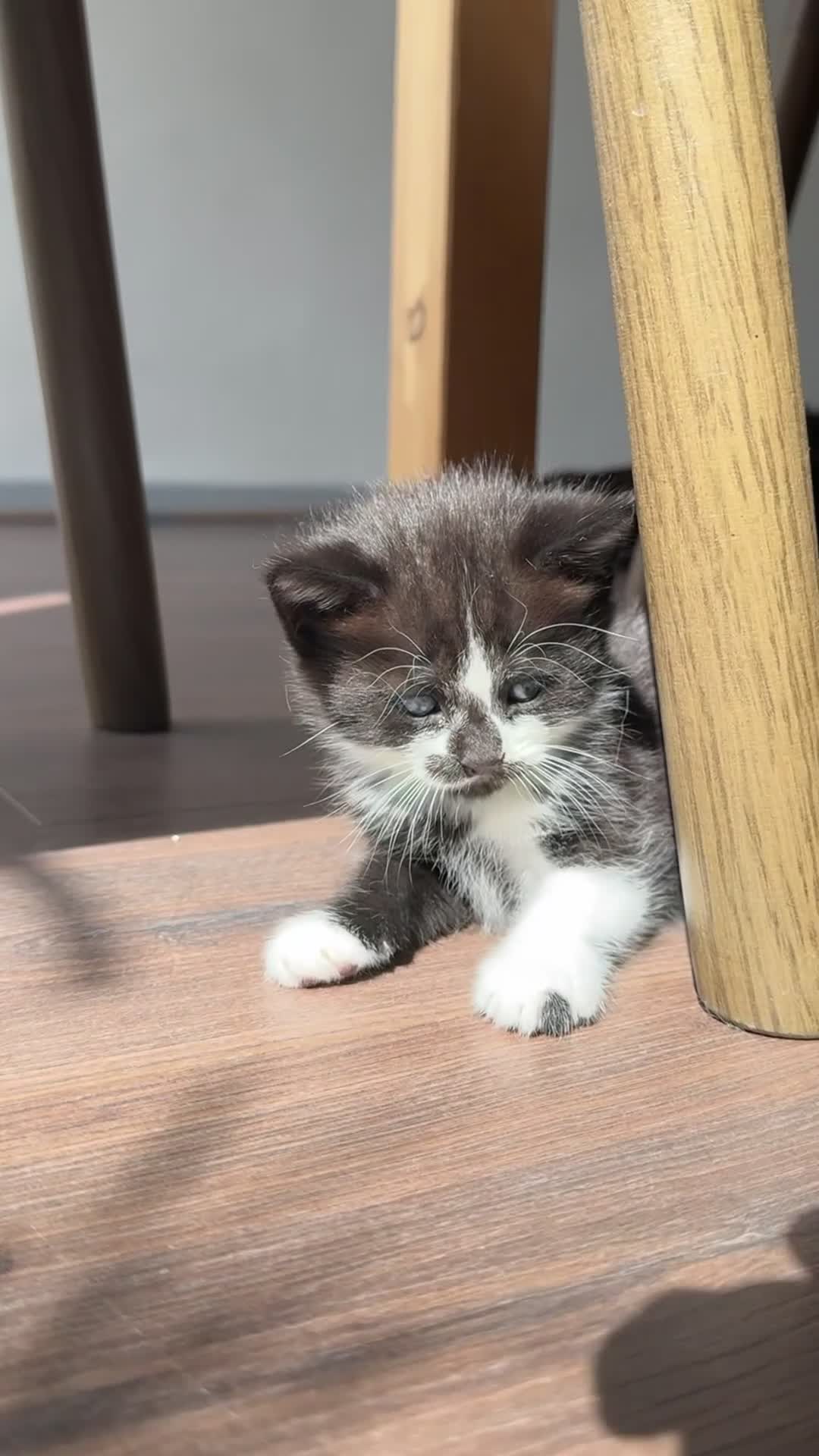 Mixed Breed cats for sale: 4 beautiful kittens - Video 2