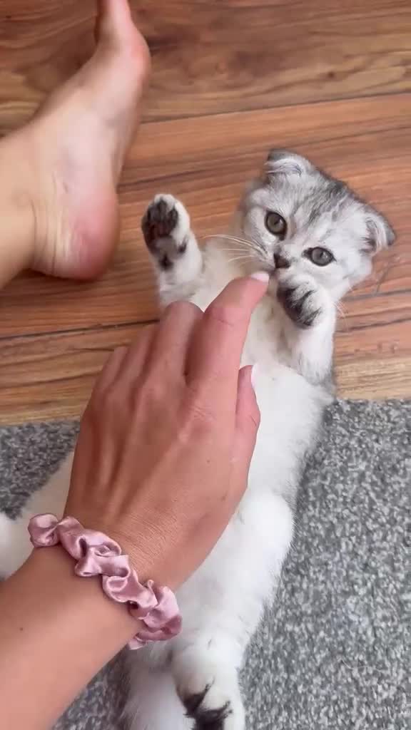 Scottish Fold cats for sale: Scottish Fold - Video 1