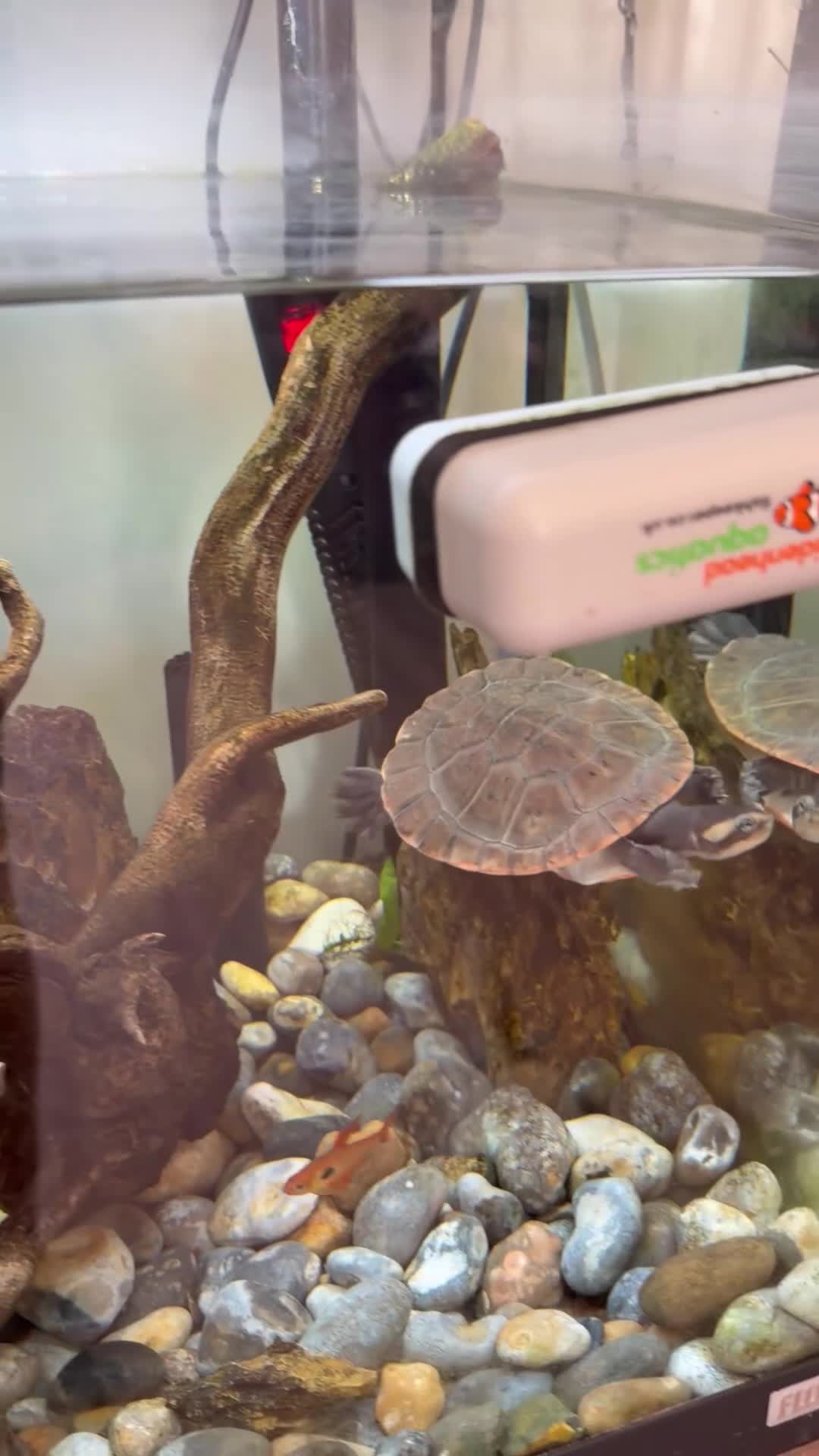 Turtle reptiles for sale: Pinked bellied sliders in Gosport - Video 2