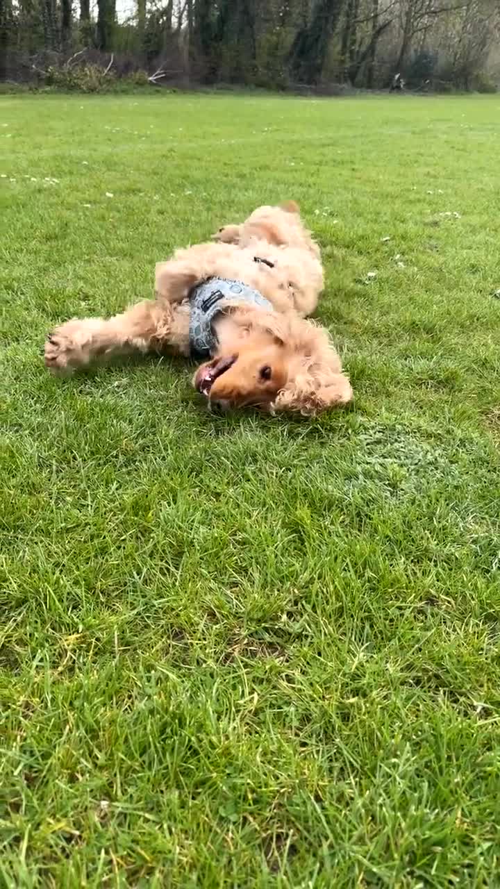 Cocker Spaniel dogs for sale: Loving cocker spaniel  in Belfast - Video 1