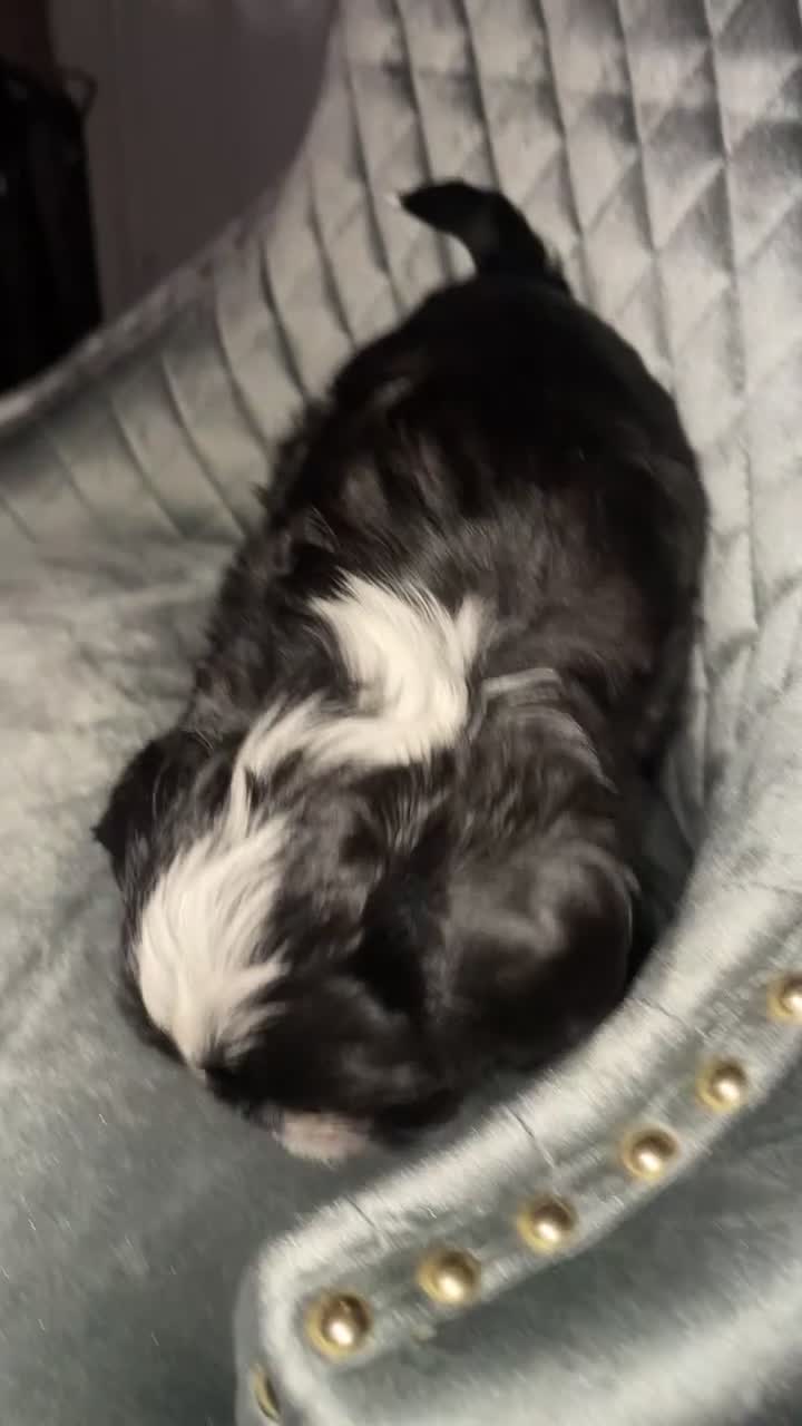 Mixed Breed dogs for sale: Beautiful boy🩵 - Video 3