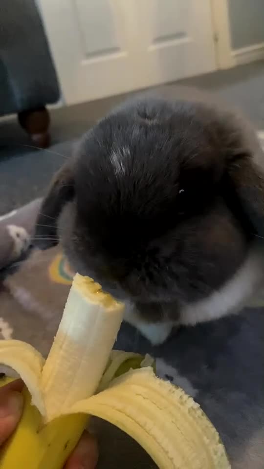 Mini Lop rabbits for sale: Beautiful lilac mantle mini lop - Video 1