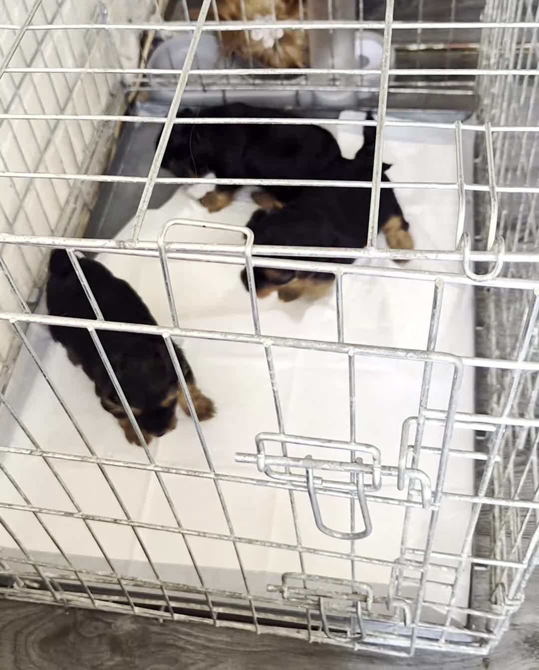 Yorkshire Terrier dogs for sale: 💙 Last Little Boy 💙 - Video 3