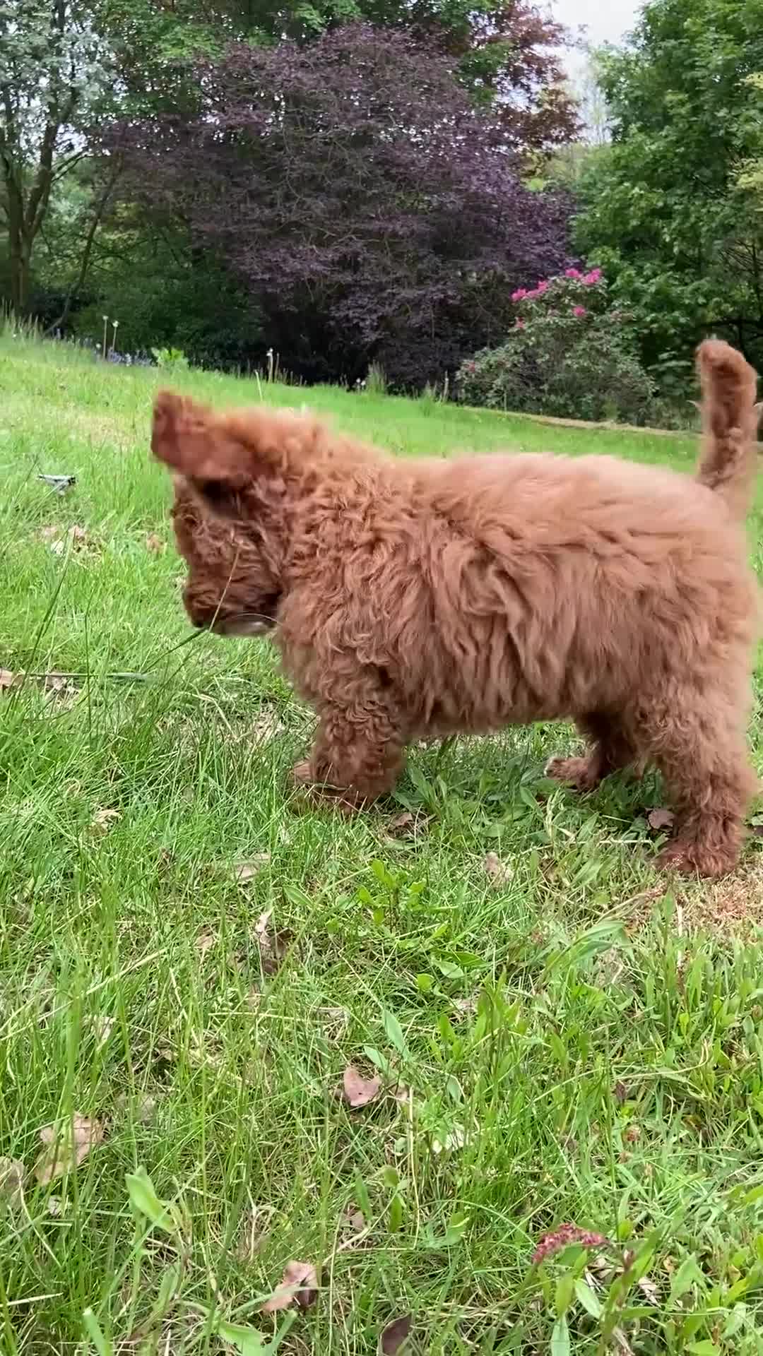 Mixed Breed dogs for sale: Stunning Australian Double Doodles - Video 1