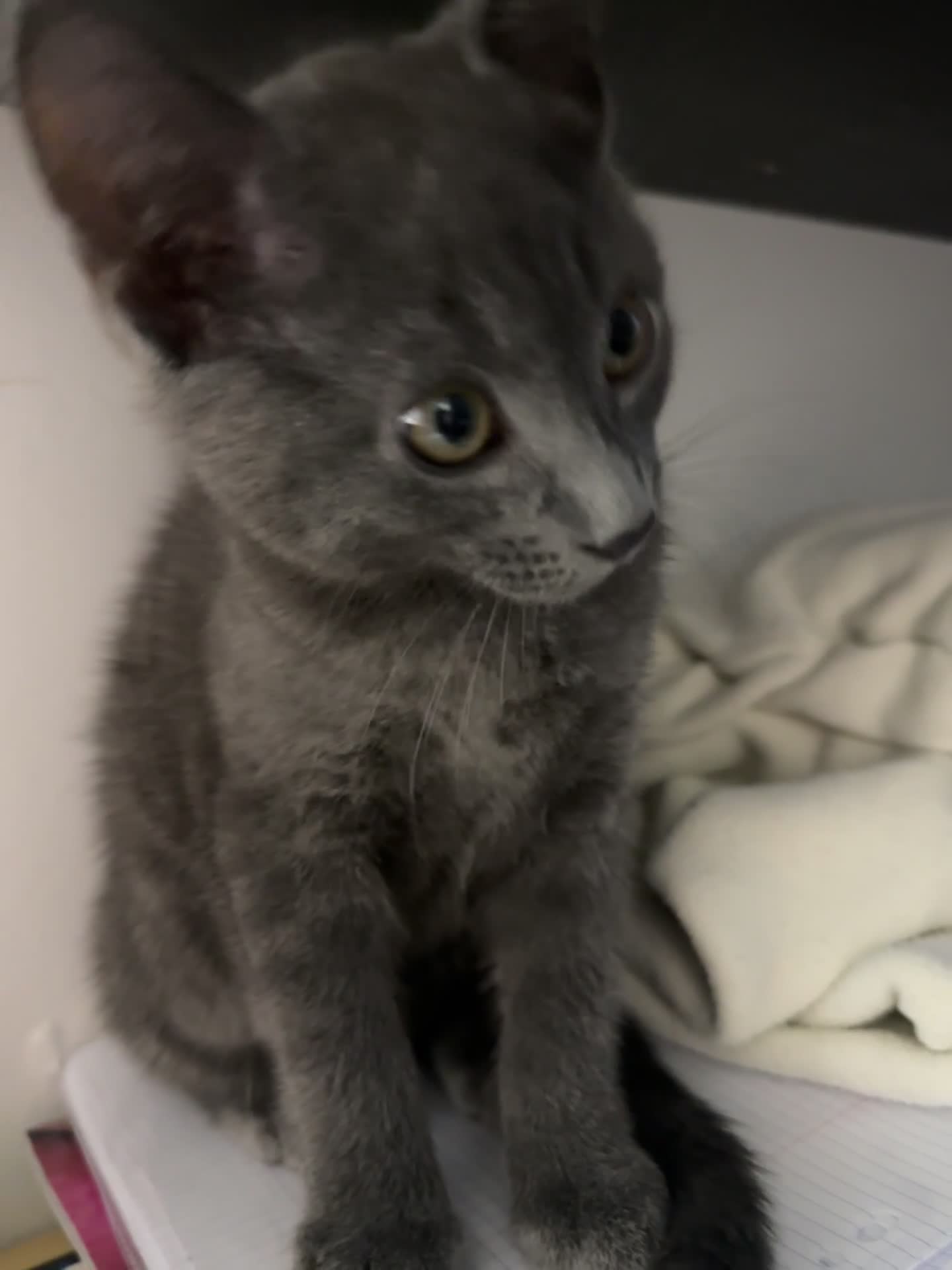 Mixed Breed cats for sale: Gorgeous and playful little Kitten - Video 1