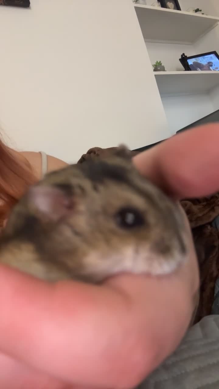 Hamster rodents for sale: Dwarf Hamster  in Glossop - Video 4
