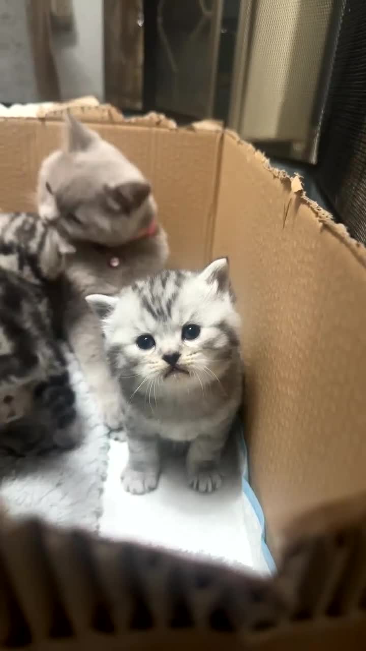 British Longhair cats for sale: 1 male British short hair x American short hair - Video 3