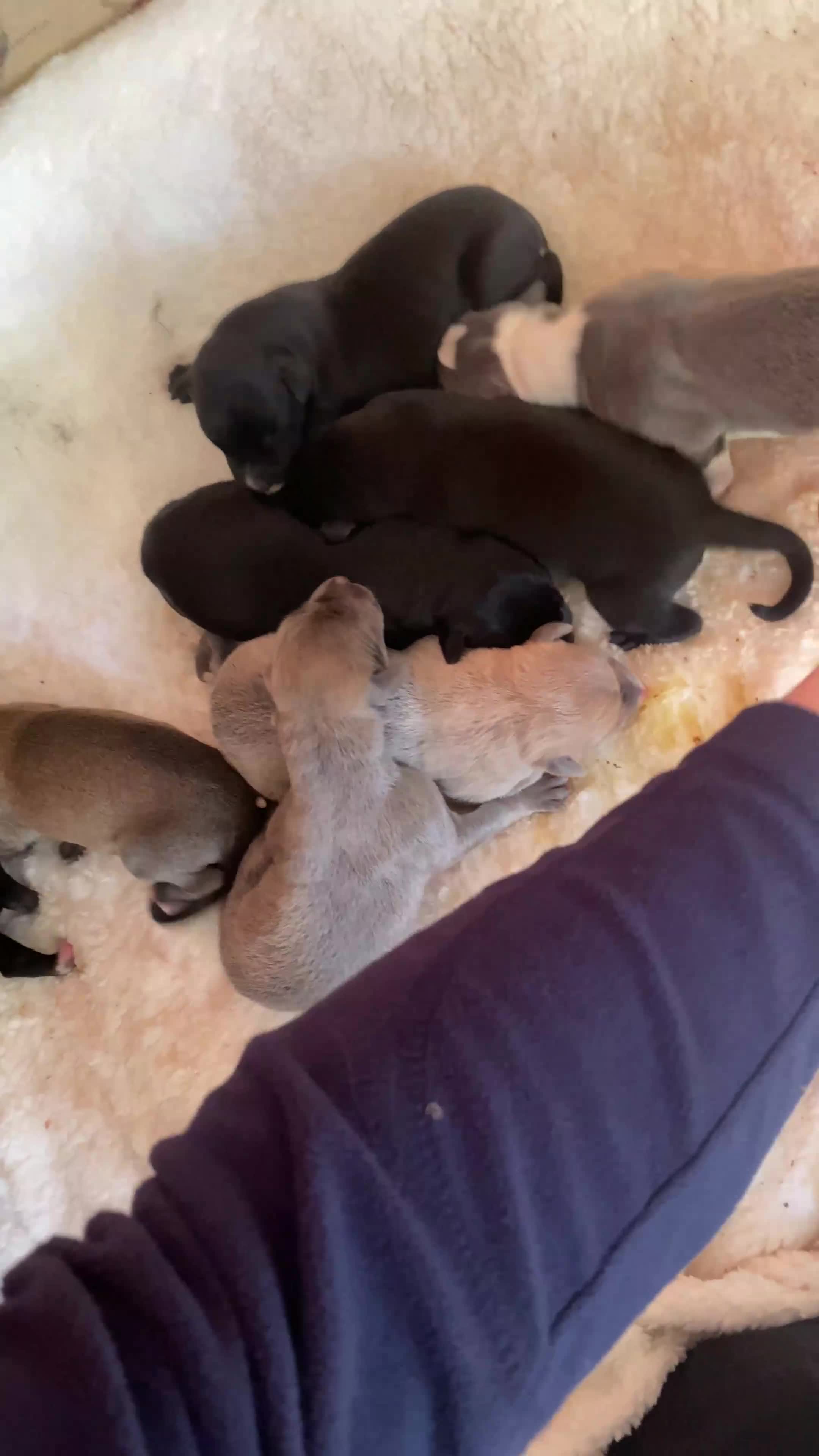 Lurcher dogs for sale: Bull grey x collie grey whippet bull in Ulverston - Video 2