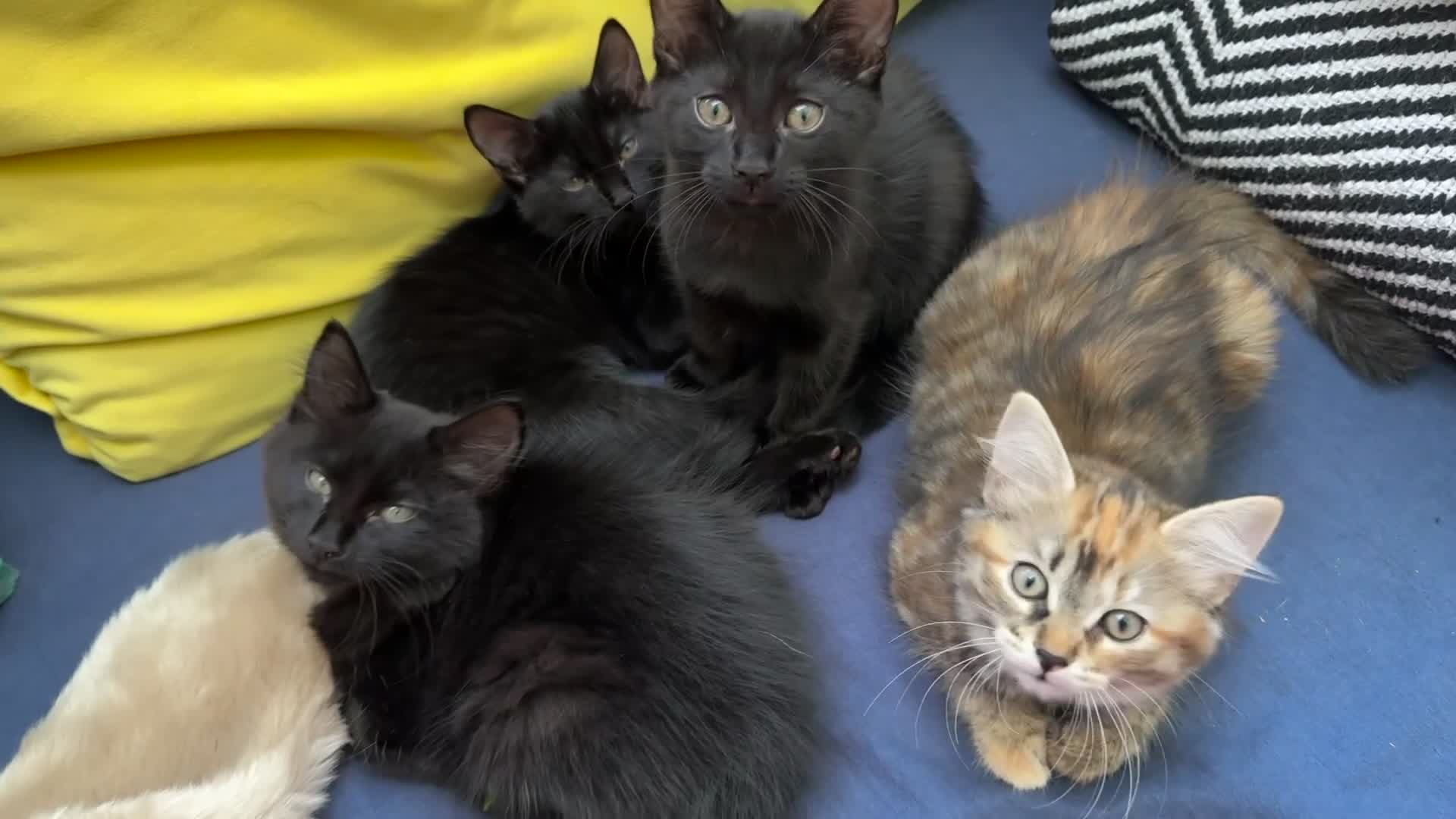 Mixed Breed cats for sale: Beautiful kittens!!!!! READY NOW!!! - Video 1