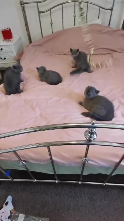 British Shorthair cats for sale: REDUCED LAST 4 REMAINING! TICA BRITISH SHORTHAIRS - Video 1