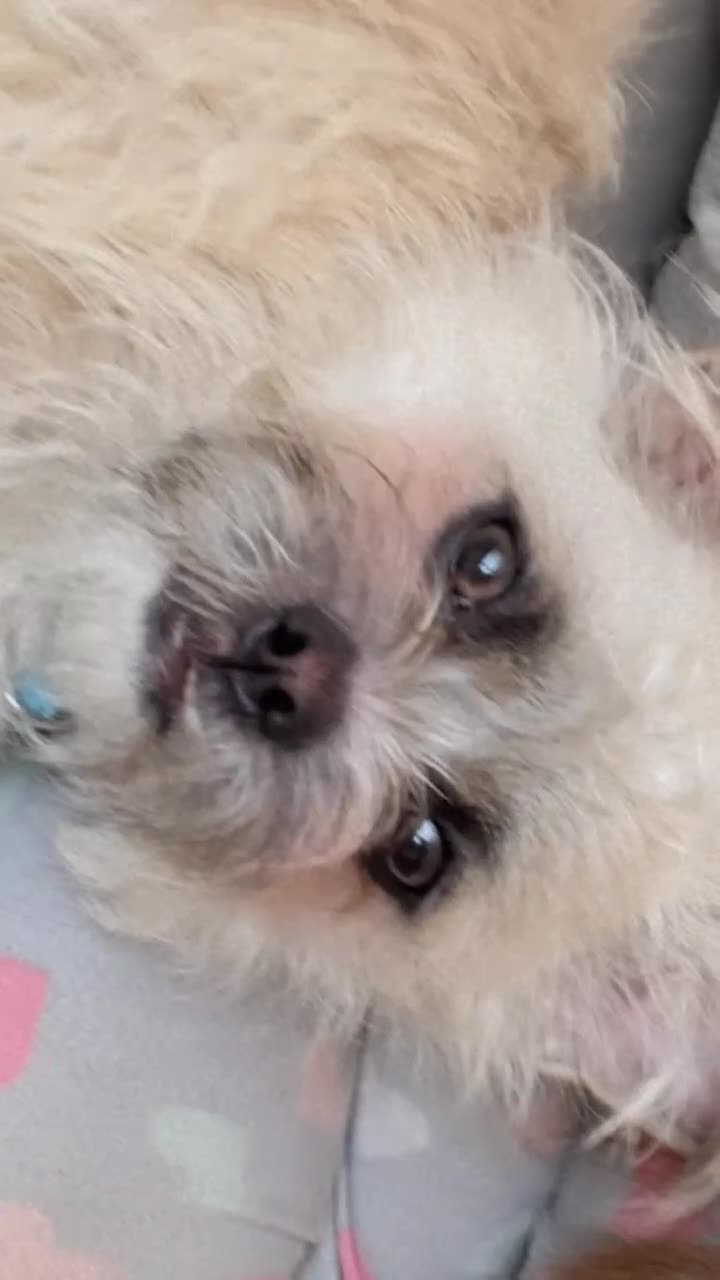 Mixed Breed dogs for sale: Bichon frise dog  - Video 2