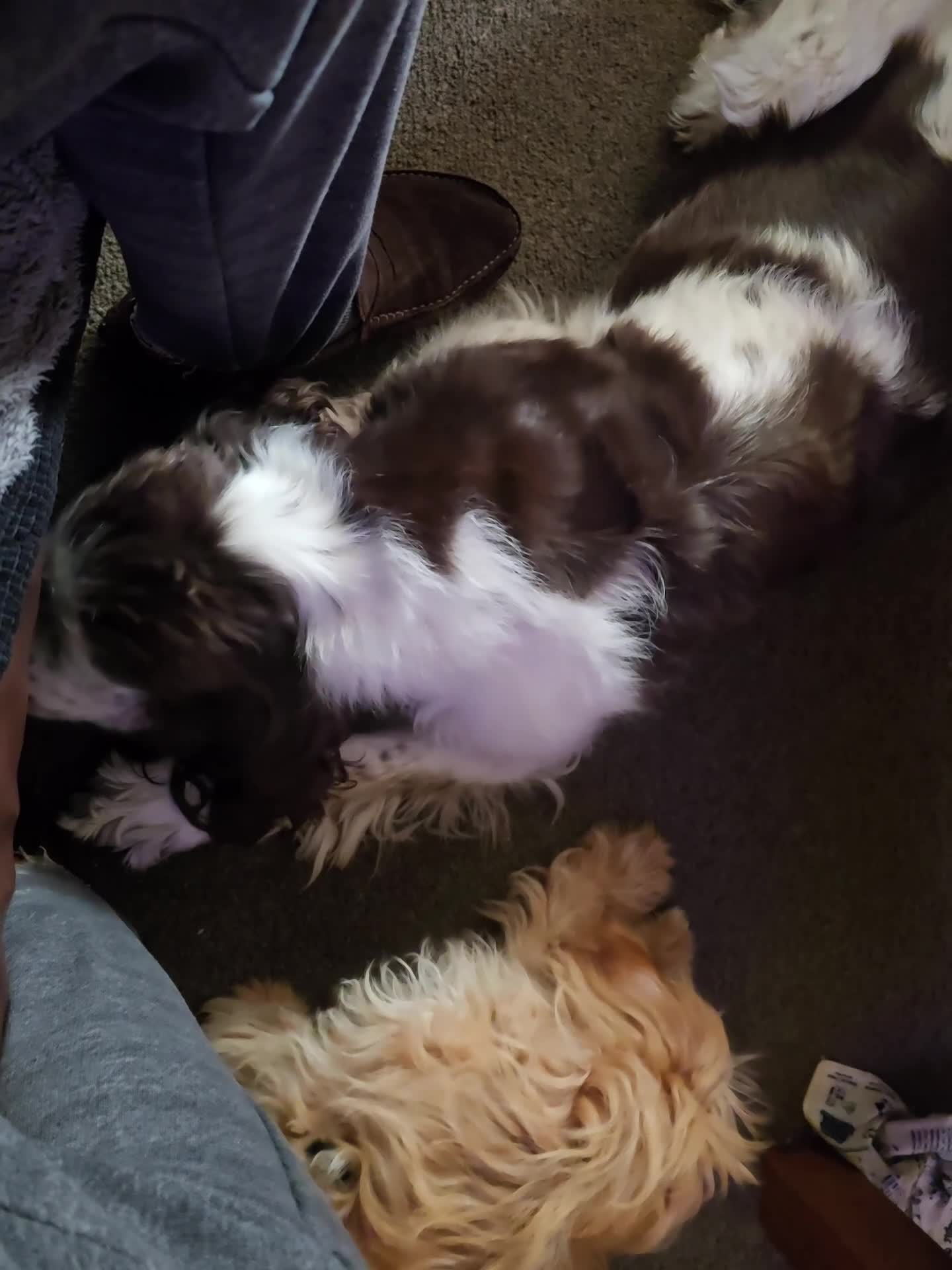 Cavapoo dogs for sale: 🐾Cavapoo: Litter Embark DNA Tested, Sire KC Reg🐾 - Video 1