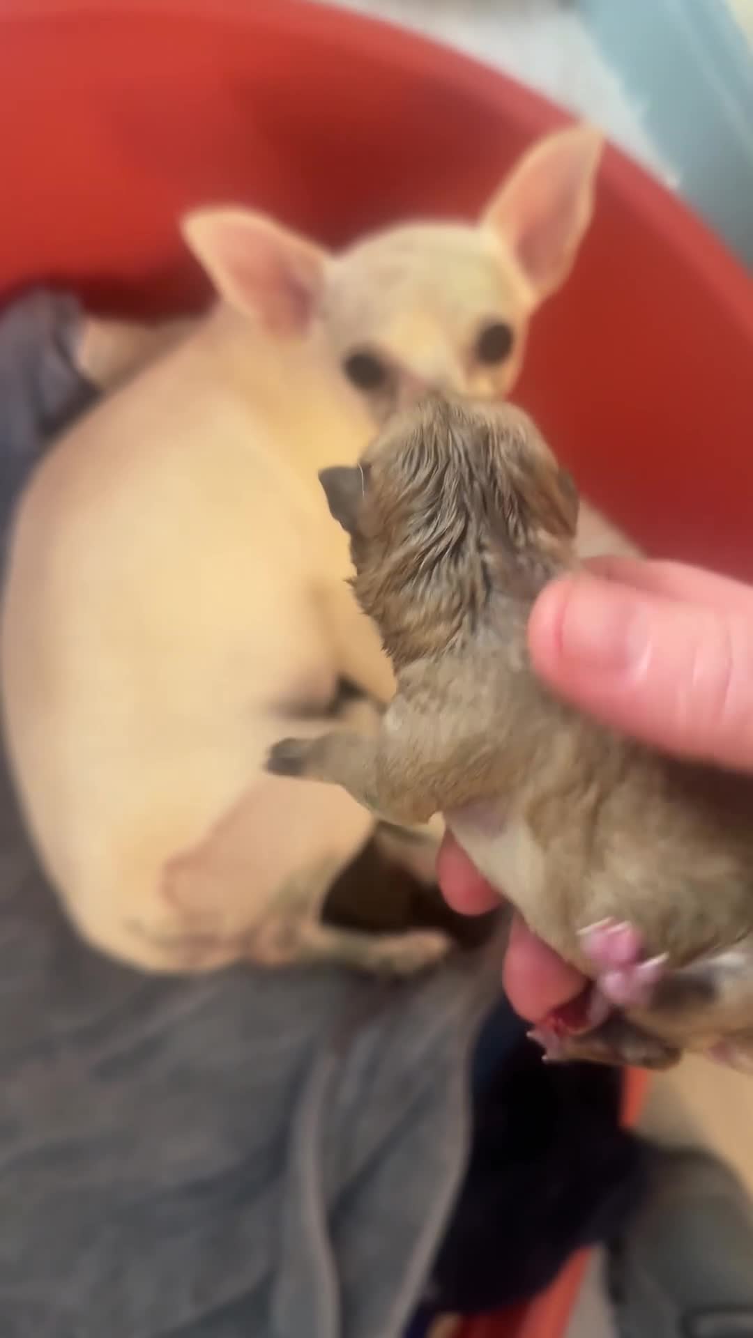 Chihuahua dogs for sale: Beautiful chihuahua puppies different colors  in Liverpool - Video 1