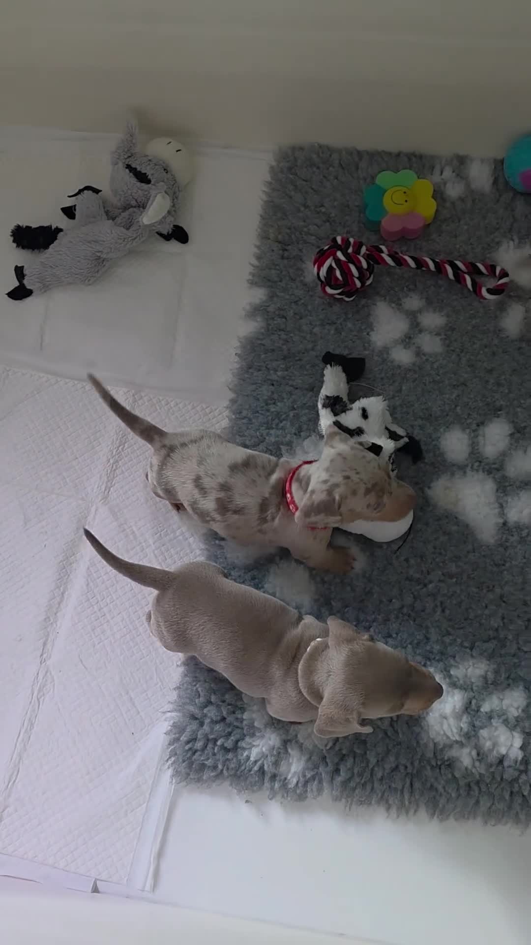 Miniature Dachshund dogs for sale: 🩵 3 boys left 🩵  ready to leave in 5 days 🩵  - Video 1