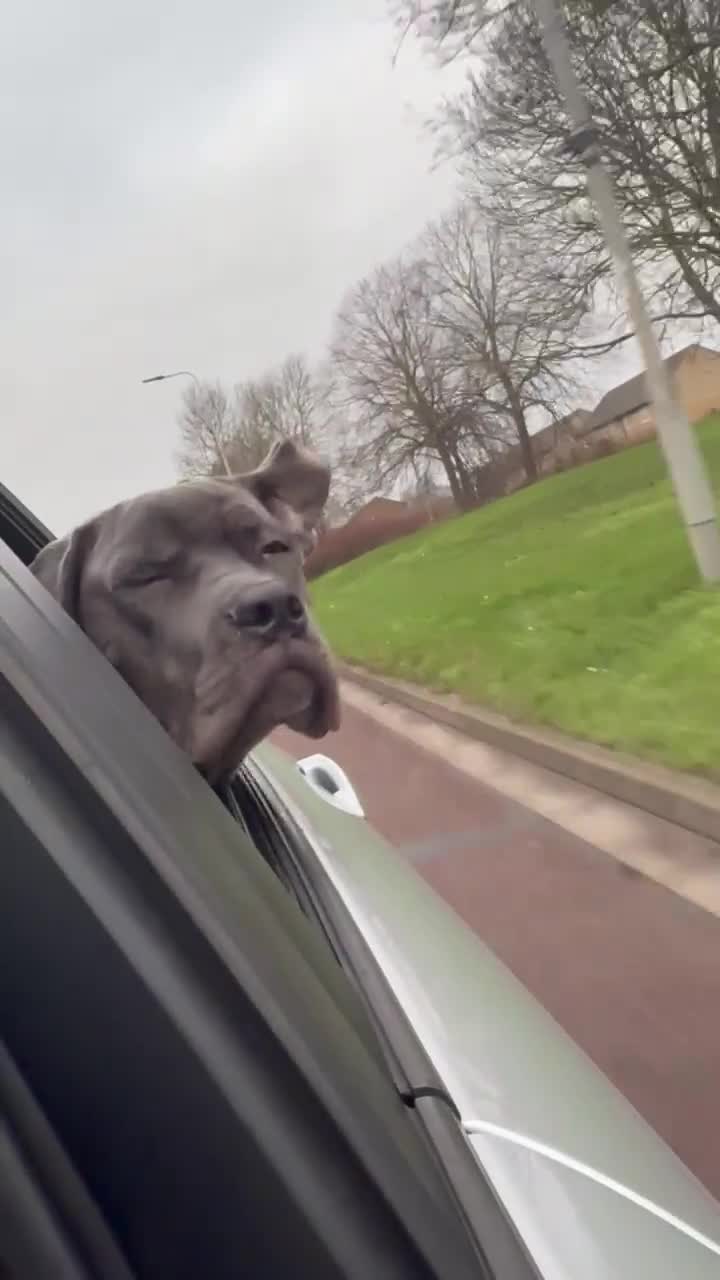 Mixed Breed dogs for sale: Cane Corso x Great Dane  - Video 2