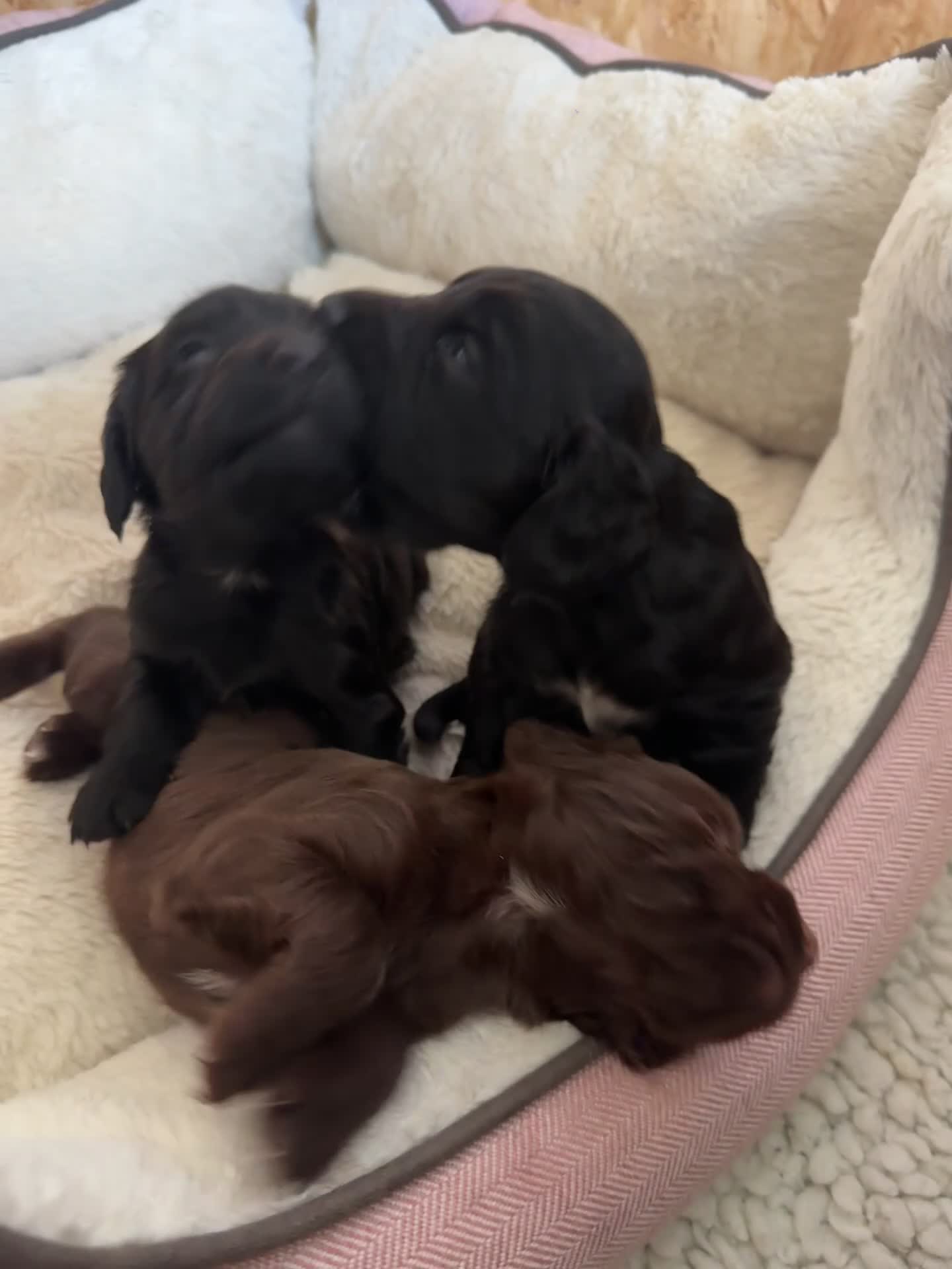 Cocker Spaniel dogs for sale: KC working cocker spaniels  in Malvern - Video 2