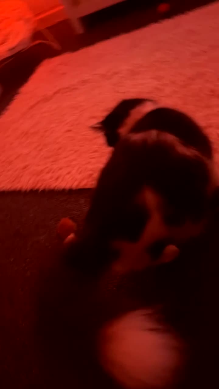 British Longhair cats for sale: British Longhair - Video 1