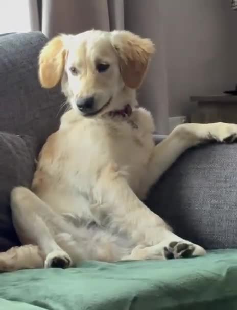 Golden Retriever dogs for sale: REHOME Parker the golden retriever  - Video 2