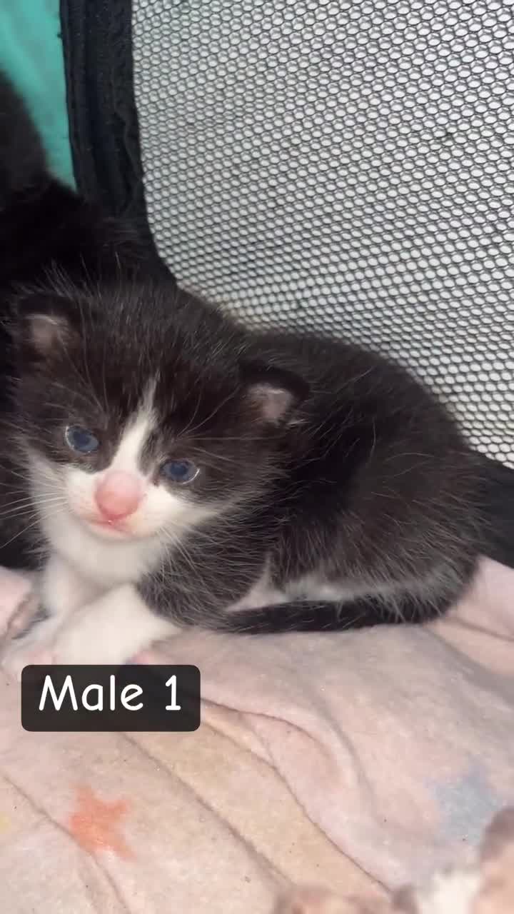 Mixed Breed cats for sale: SUPER CUTE KITTENS FOR SALE - Video 2