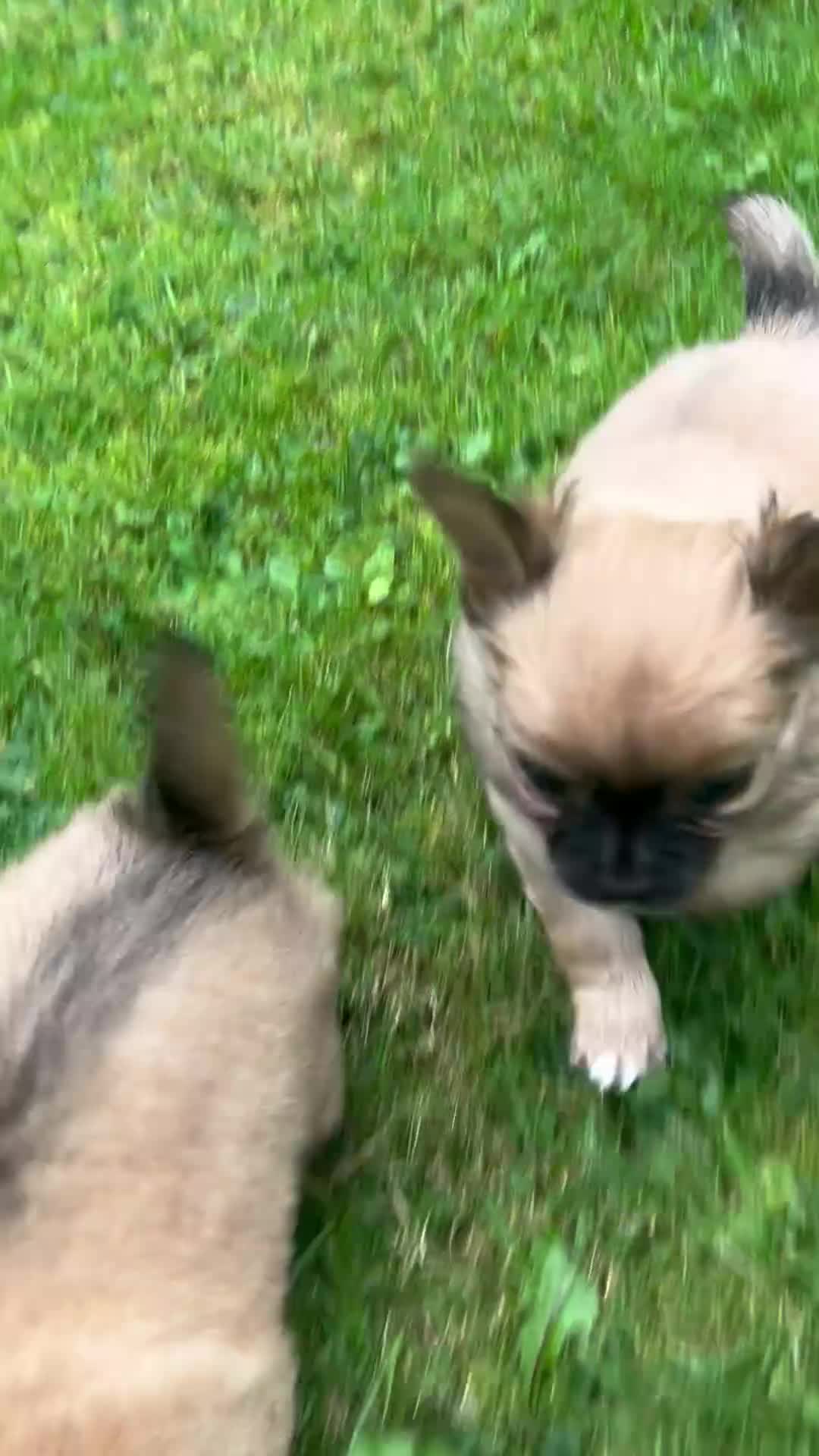 Chihuahua dogs for sale: 2 long haired male puppies 🐶  - Video 2