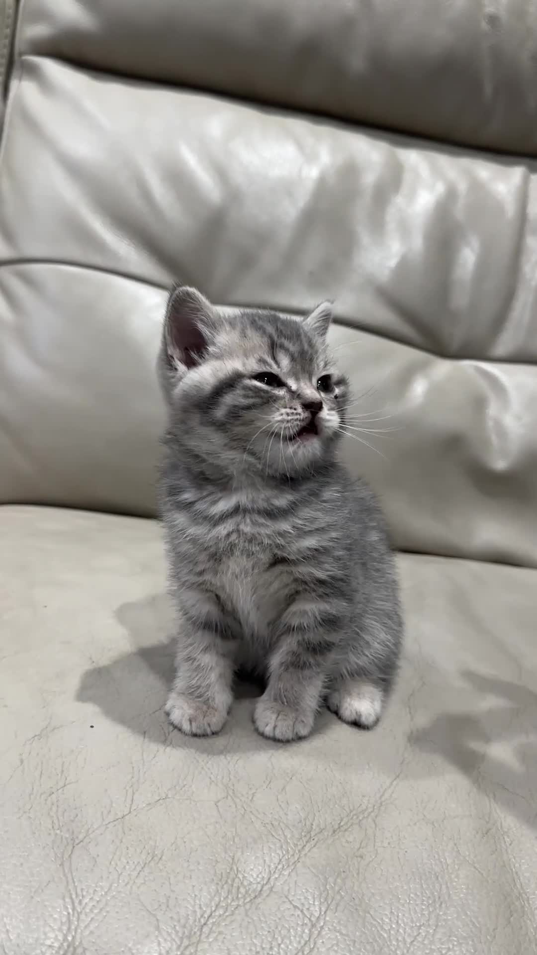 British Shorthair cats for sale: British Shorthair Kittens - Video 2