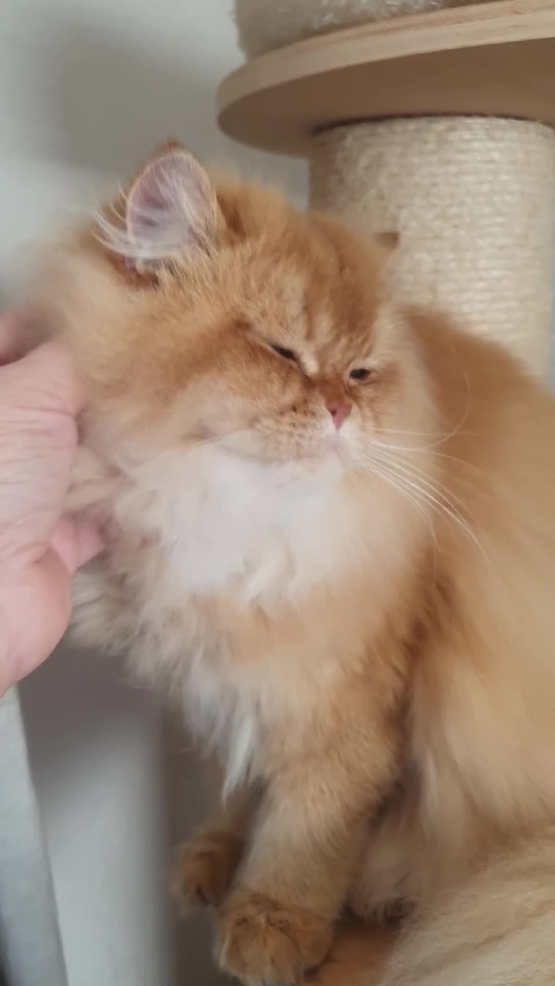 British Longhair cats for sale: Last Cinnamon Golden Shaded boy - Video 3