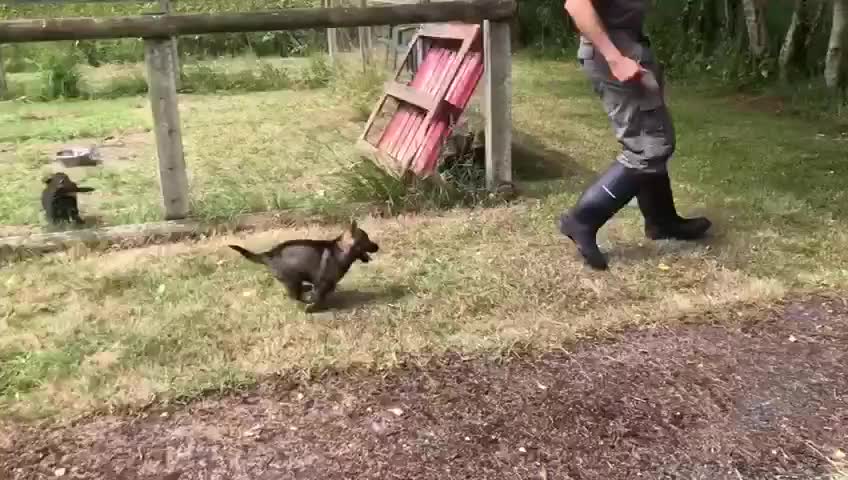 Saarloos Wolfdog dogs for sale: Wolfdog Puppies in Catterick Garrison - Video 1