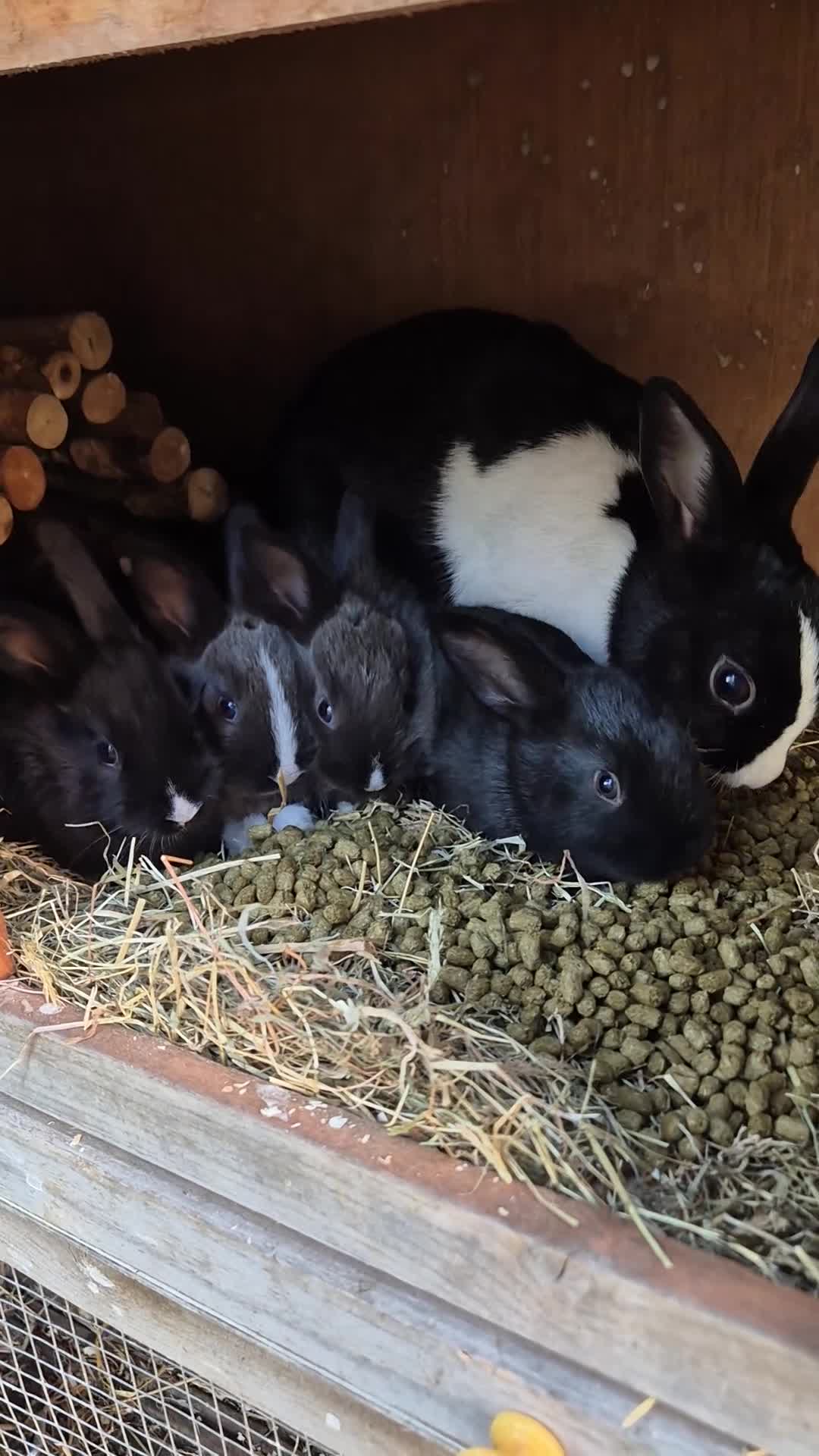 New Zealand rabbits for sale: Rabbits - Video 1