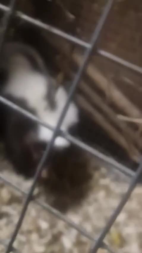 Pygmy Hedgehog rodents for sale: Skunks - Video 2