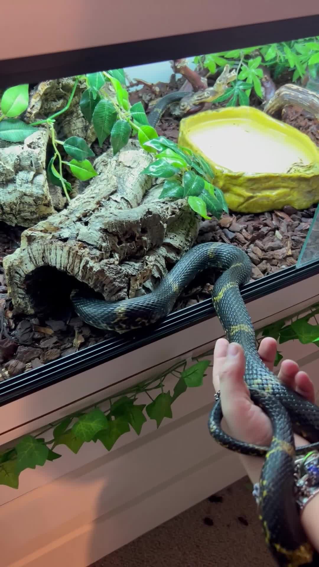 Rat Snake reptiles for sale: Russian Rat Snake with Vivarium and all items - Video 2