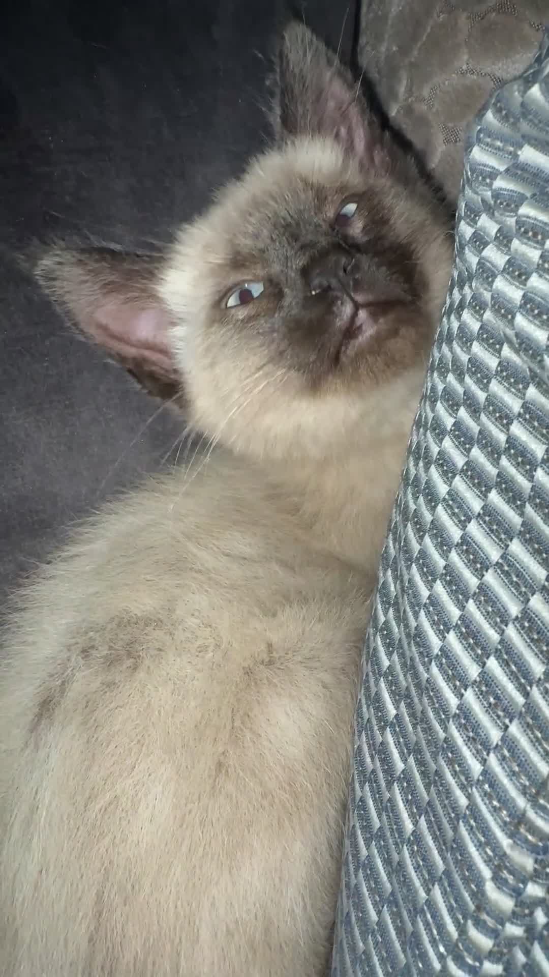 Maine Coon cats for sale: Ragcoon - Video 1