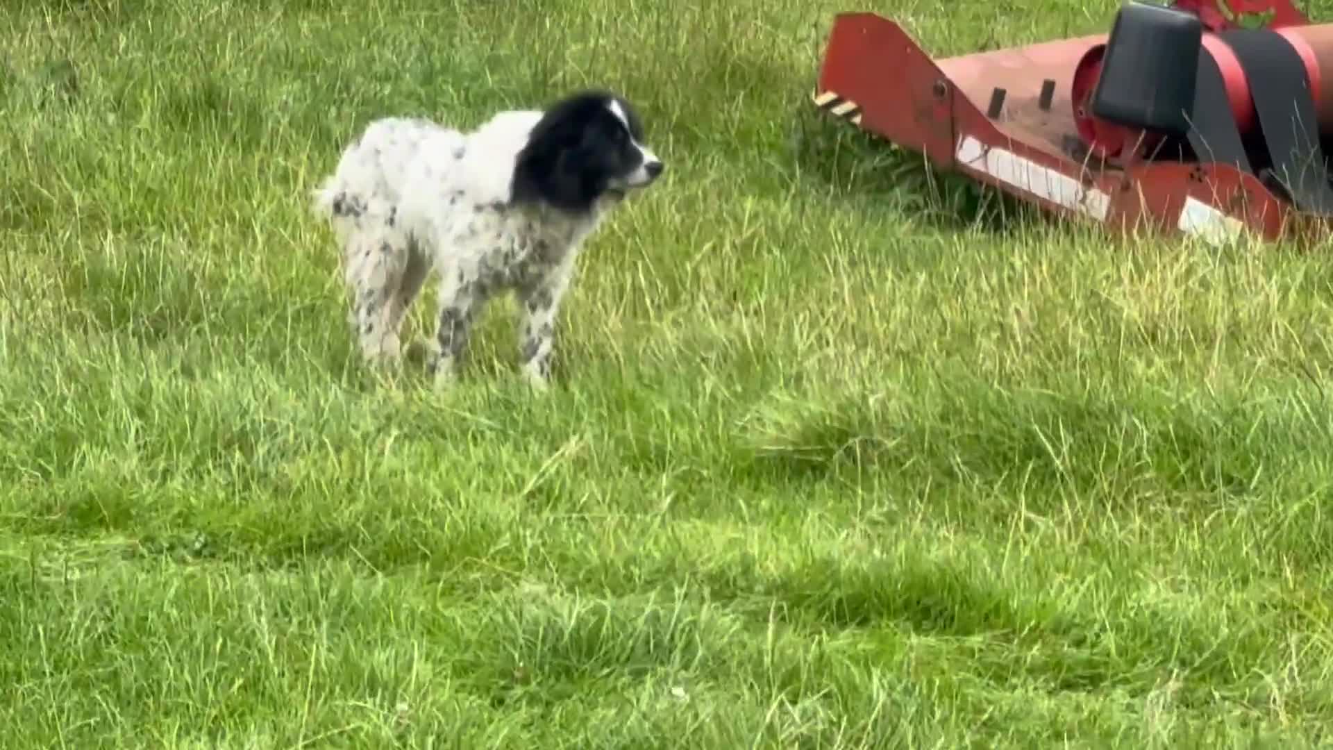 Border Collie dogs for sale: 3 males left .. female now sold! - Video 2