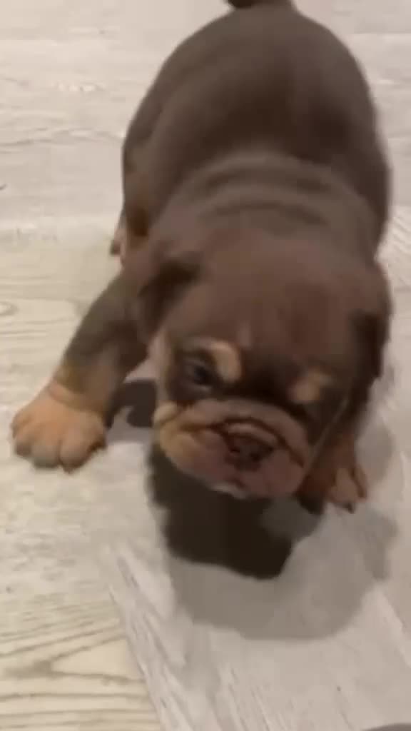 English Bulldog dogs for sale: 💙💙 4 Male Stunning English Bulldog Puppies💙💙 - Video 2