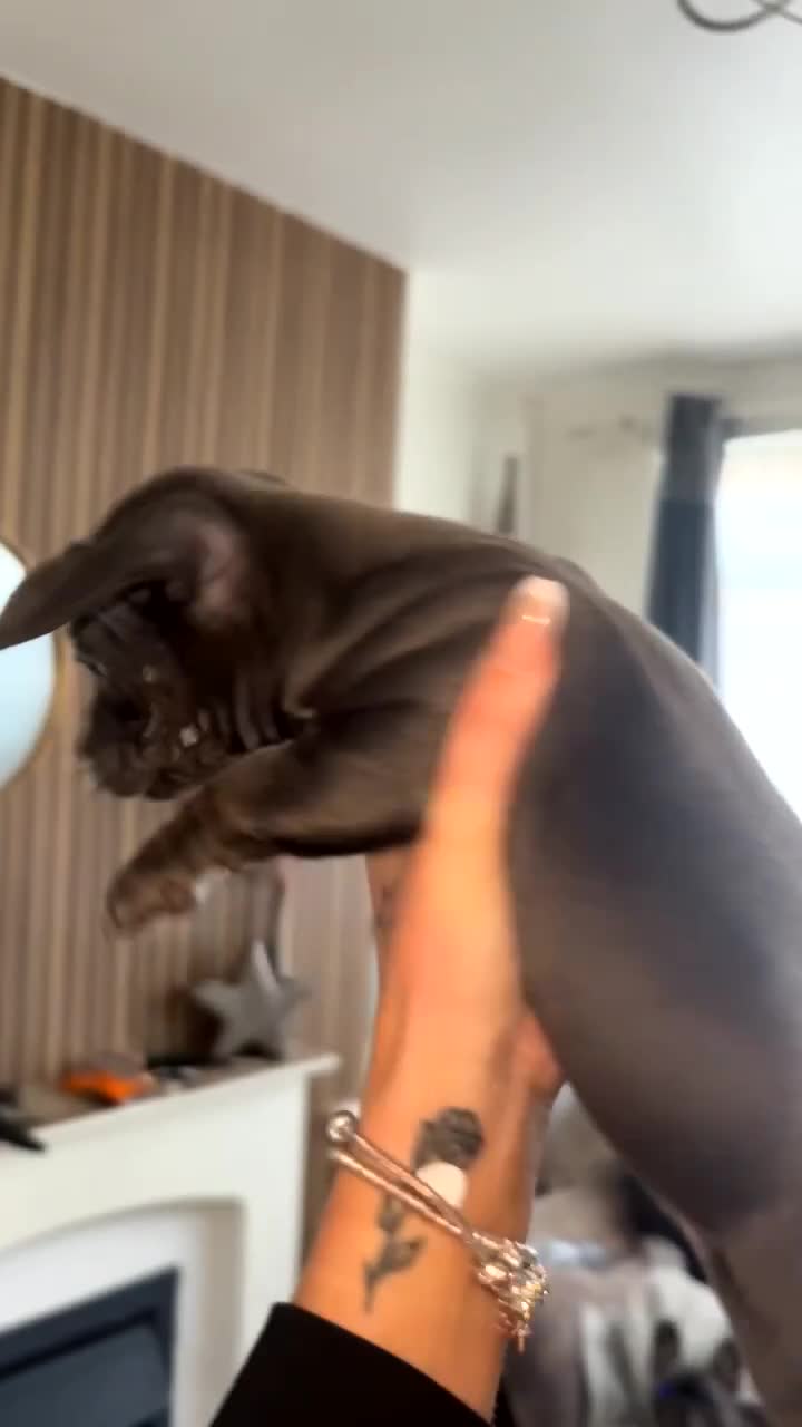 Mixed Breed dogs for sale: French wiener  - Video 2