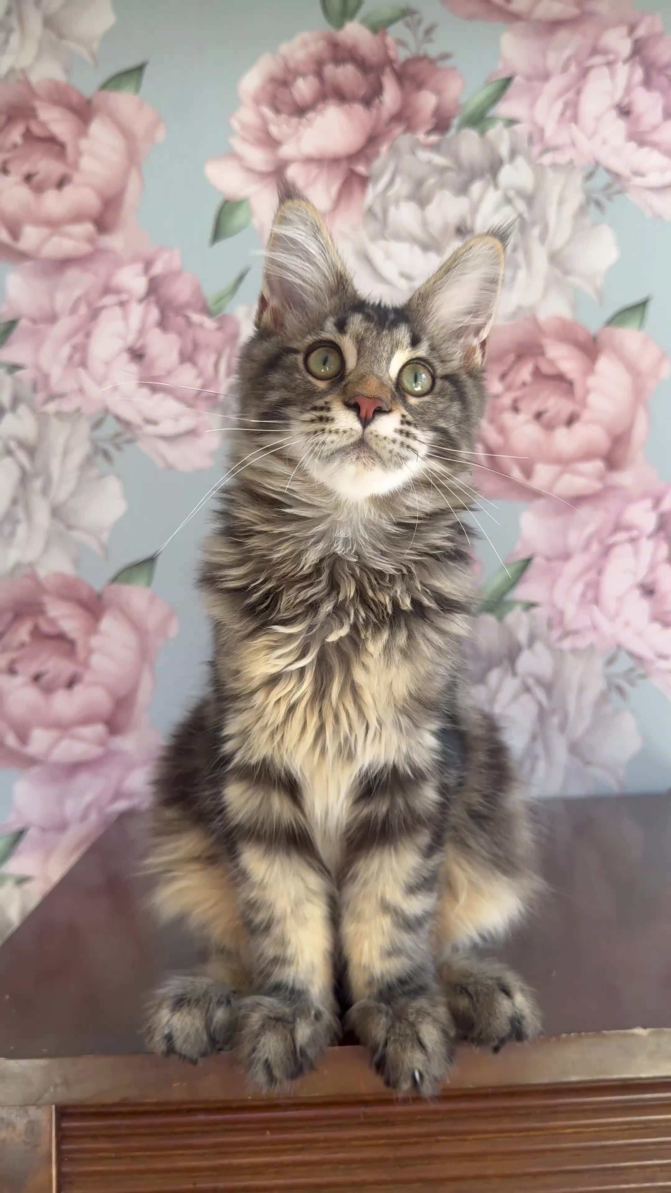 Maine Coon cats for sale: TICA Maine Coon Kittens - Video 1
