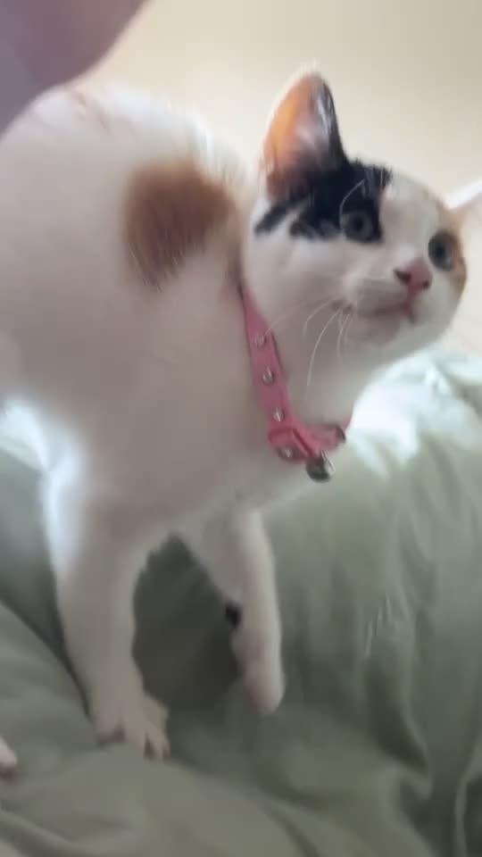 American Shorthair cats for sale: American shorthair x Turkish van kitten  - Video 1