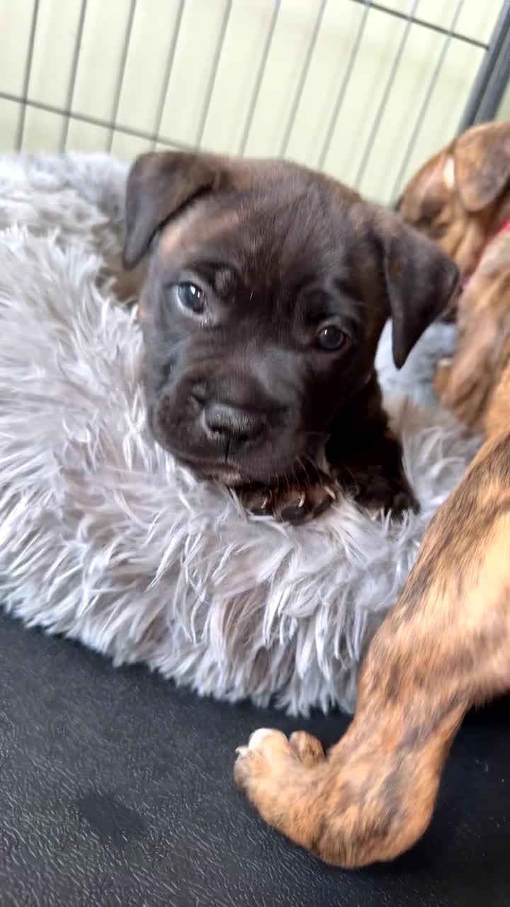 Presa Canario dogs for sale: Presa canario pups  - Video 2