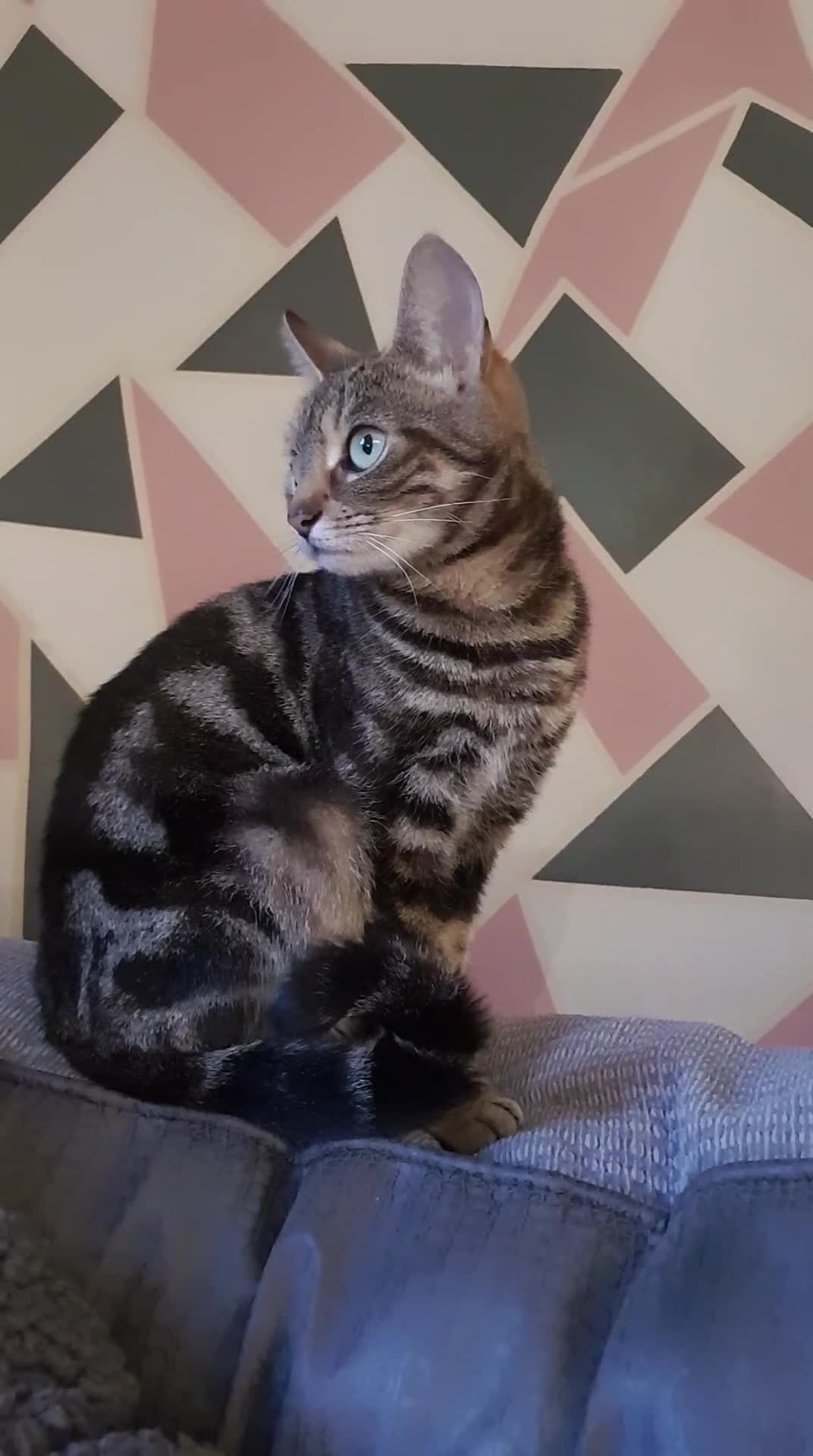 Mixed Breed cats for sale: Tabby female - Video 1